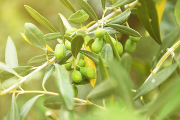 Olive trees garden, mediterranean olive field ready for harvest.