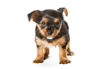 Little Yorkshire Terrier puppy