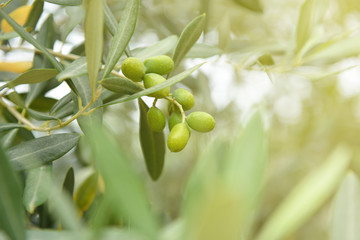 Olive trees garden, mediterranean olive field ready for harvest.