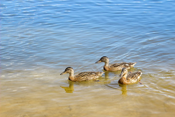 Three young ducks