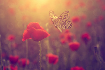 Poppy and butterfly