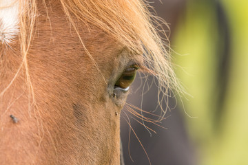 Close up to horses head and eyes.