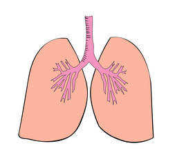 Vector drawing of lungs
