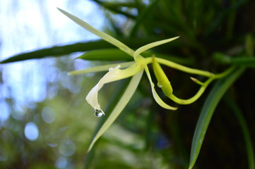 Fototapeta premium Lady of the night orchid, Brassavola nodosa, Central of Thailand