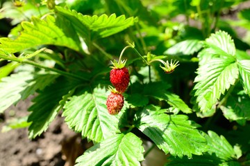 berries in the garden