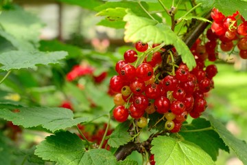 berries in the garden
