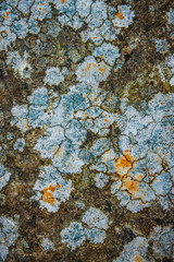Natural pattern of lichen on the stone