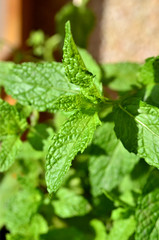 Maceta de hierbabuena.