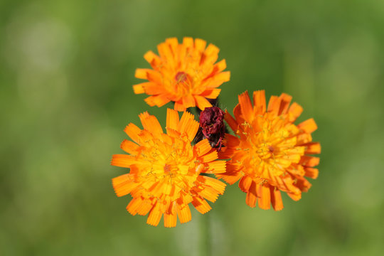 orangerotes habichtskraut
