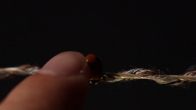 finger touching ladybug