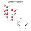 Structural chemical formula and model of galactose