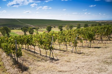 Fototapeta na wymiar Romanian wineyard hill in a sunny day