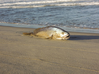 Fototapeta na wymiar Dead fish on the beach