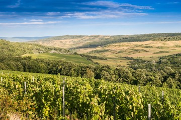 Landscape with vineyard in the hills of Romania