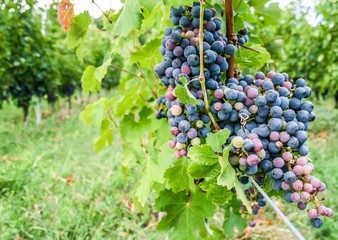 Romanian wineyard hill in a sunny day