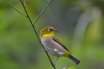 ハハジマメグロ