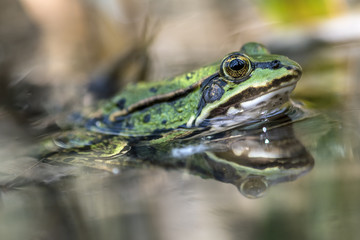 Frosch