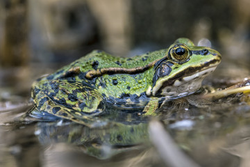 Frosch