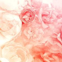 vintage color roses on mulberry paper texture for background
