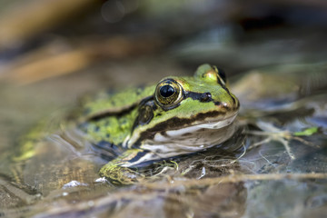 Frosch