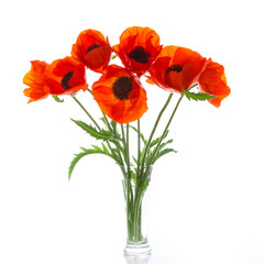Naklejka premium Poppies