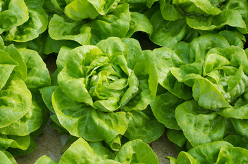 Fototapeta na wymiar closeup of lettuces
