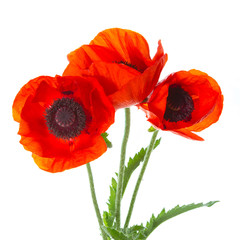 Poppies © 02irina