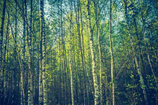 Vintage photo of birch forest in summer
