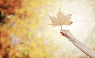 Woman hand holding an autumn leaf
