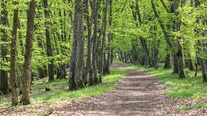 Obraz premium Waldweg