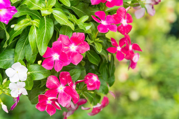 pink petunia flowers