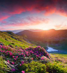 Fototapeta na wymiar Magic pink rhododendron flowers in the mountains at sunrise.