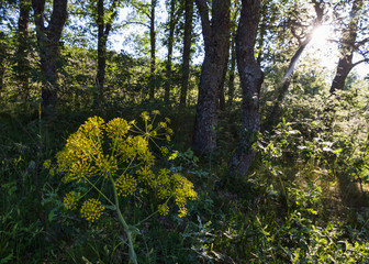 Planta en flor Thapsia villosa en un Robledal