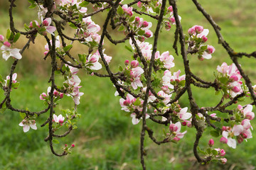 Ramas de Flores de Manzano