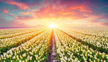 Zelfklevend Fotobehang Tulp Velden met bloeiende witte tulpen bij zonsopgang