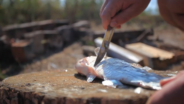 Fishing. Man angler cleaning preparing fish on the stump