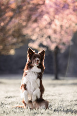 border collie dog portrait on a background of white flowers in spring