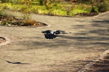 Pigeon, Bird, Flying.