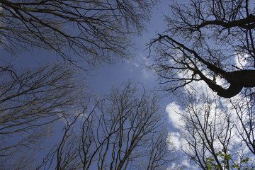 The trees against the sky /The trees on a blue sky background,in spring forest.