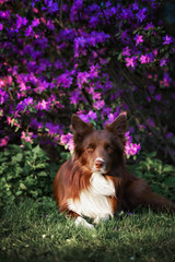 border collie dog portrait on a background of white flowers in spring