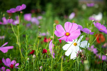wild flowers in garden