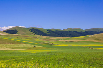Coltivazione della lenticchia in alta montagna