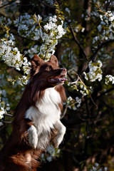Border Collie dog catches the disc on a background of flowering garden