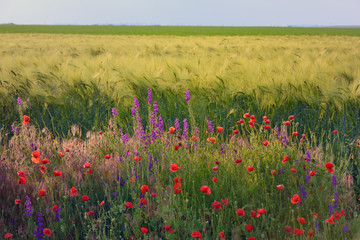 beautiful bright red poppy flowers