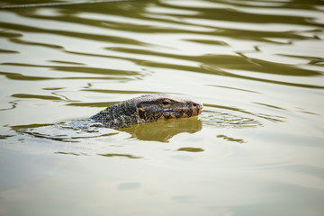 Beautiful monitor lizard inThailand