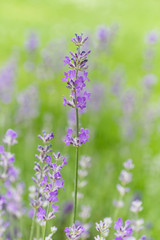 Lavender flower