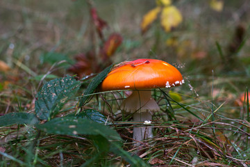 Amanita