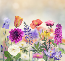 Kolorowe kwiaty na pastelowym tle