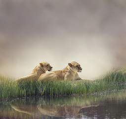 Fototapeta na wymiar Female Lions