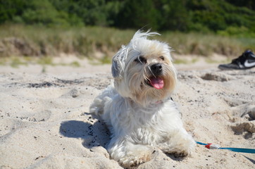 Dog on beach - obrazy, fototapety, plakaty